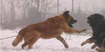 高加索犬vs藏獒综合评价 高加索犬完虐藏獒