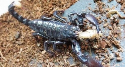 世界上最大的蝎子 非洲帝王蝎(最长可达40cm/毒液可用药)