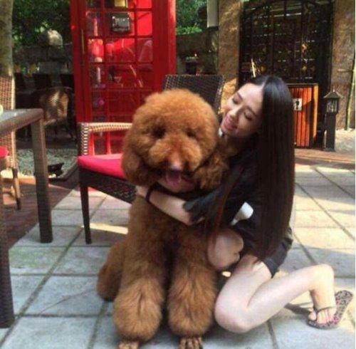 巨型贵宾犬售价高达600万 巨贵犬就是有贵的资本