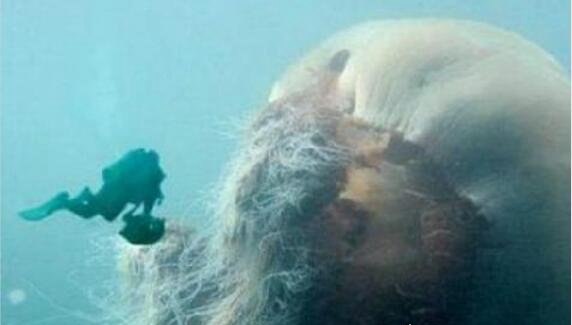 世界上触角最长的水母 北极霞水母触须长达36米(水母界的巨无霸)