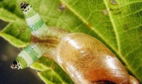 恶心的僵尸蜗牛 被寄生虫完全控制大脑直到死去