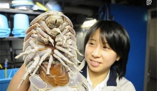 盘点全球13种超巨型昆虫 巨骆驼蜘蛛(能穿透人体吸食汁液)
