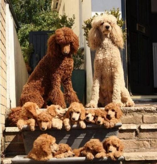 巨型贵宾犬售价高达600万 巨贵犬就是有贵的资本