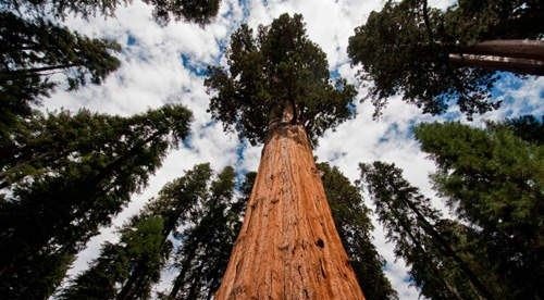 世界上最高的树400米不存在 世界上最高的树156米(高达50层楼)