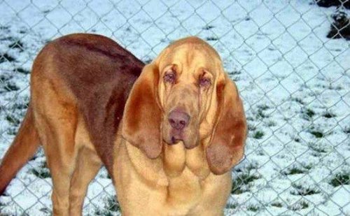 寻血猎犬（Bloodhound）世界上最著名的也是体型最大的嗅觉猎犬之一