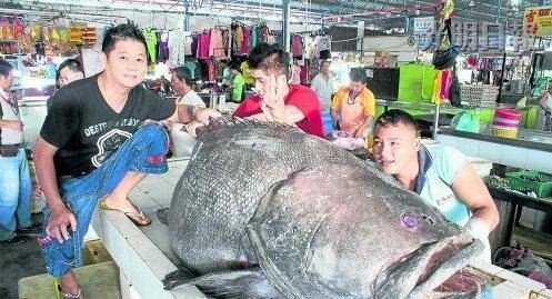 世界上最大的龙趸鱼 马来西亚渔民捕获400斤龙趸王