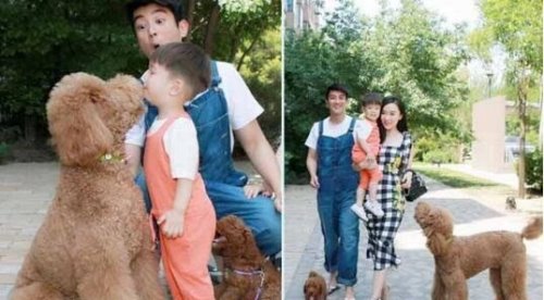 巨型贵宾犬售价高达600万 巨贵犬就是有贵的资本