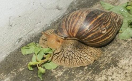世界上最大的蜗牛 非洲大蜗牛长20cm(牙齿2.5万颗)