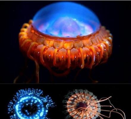 世界上最稀奇的十种生物 笑脸蜘蛛并不会笑(且无毒)
