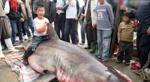 盘点巨型食人鱼吃人事件 剖开鱼肚发现人类骸骨
