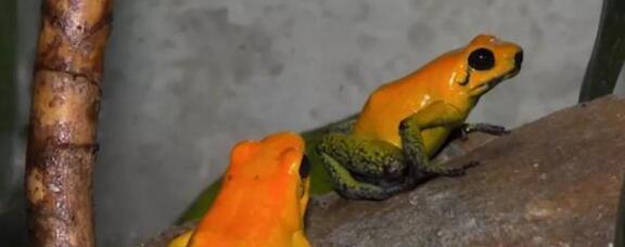 世界上最毒的青蛙排名 黄金箭毒蛙乃青蛙中的第一毒王