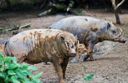 世界上最奇特的猪 鹿豚长着四个长獠牙(不足4000头)