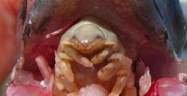 超恐怖的外星寄生虫 贝蒂寄生虫(再也不敢吃鱼头了)