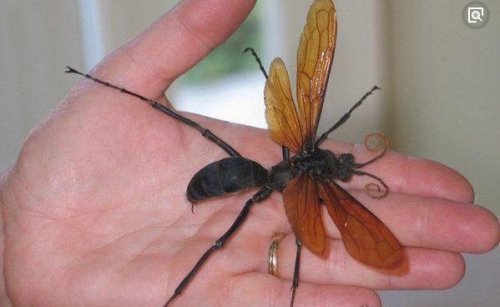 盘点全球13种超巨型昆虫 巨骆驼蜘蛛(能穿透人体吸食汁液)