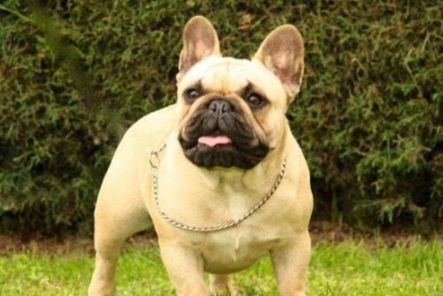 教你如何饲养一只法国斗牛犬 提前做好心理准备面对难题(图片)