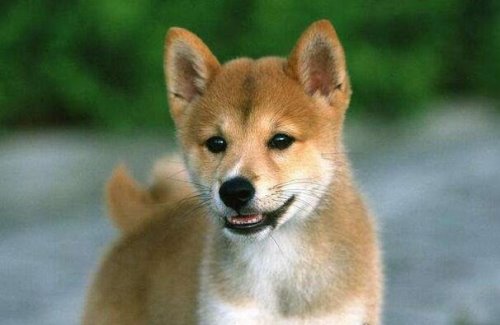 世界十大忠诚的狗排名 看看你的爱犬有没有上榜