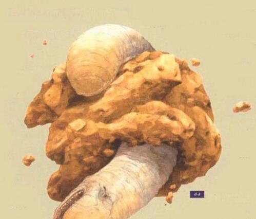恐怖的外星生物太空蛞蝓 长达900米上百万公斤重