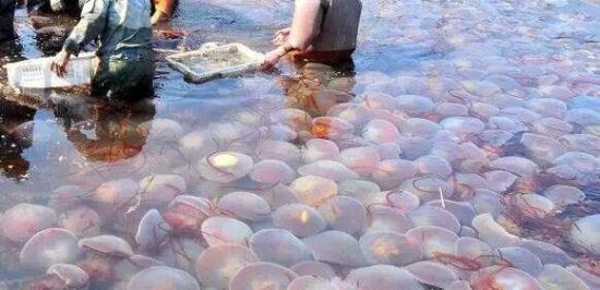 海蜇是水母吗 海蜇是少数能吃的水母(药用食用价值都很高)