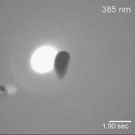 生物界中拥有不死之身的涡虫 成为科学研究的网红代表
