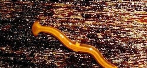 生物界中拥有不死之身的涡虫 成为科学研究的网红代表