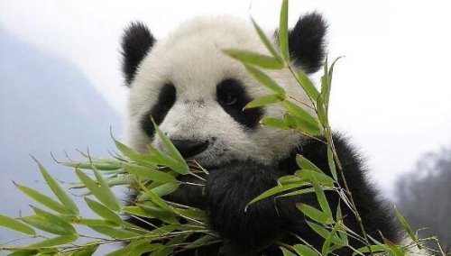 大熊猫为什么是国宝 我国特有且数量稀少(非常的受欢迎)