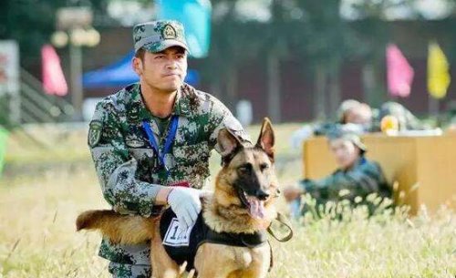 神犬奇兵中的幽灵犬找到了 就是中国最优秀的军犬昆明狼犬