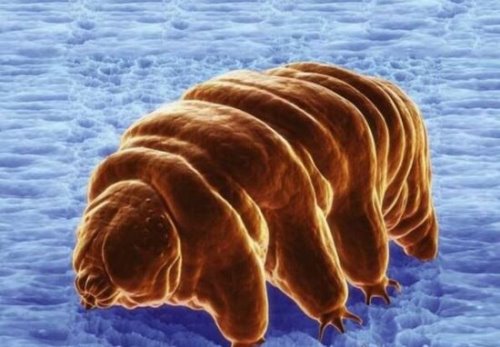 世界上生命力最顽强的生物 水熊虫能在任何环境中存活