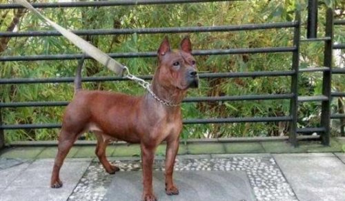 号称中国比特犬的川东猎犬 十分忠诚战斗力强大