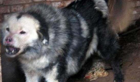 鬼面獒面目狰狞令人毛骨悚然 现实鬼面獒真实面貌