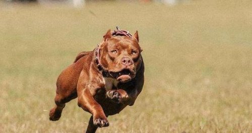 世界上最凶的狗第一名 世界第一猛犬（比特犬）