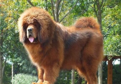高加索犬vs藏獒综合评价 高加索犬完虐藏獒