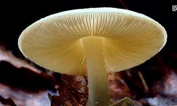 世界上最丑的菌类 鸡屎臭味的红鬼笔(功效堪比灵芝/壮阳)