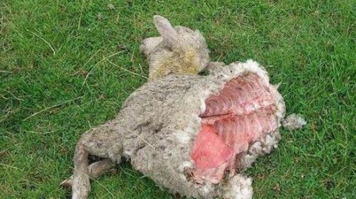 美国屠牛事件 很可能是外星人所为(为了提取地球生物DNA)