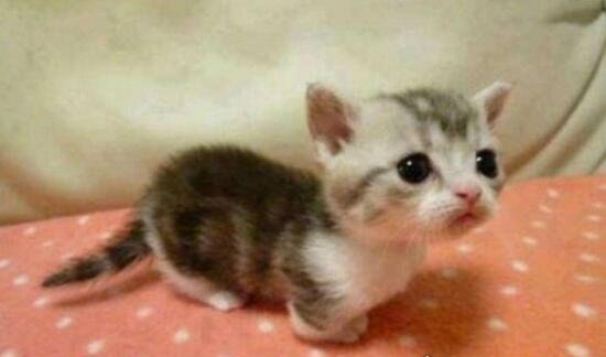短腿猫就是曼赤肯猫 猫界小柯基/腿短但更灵活