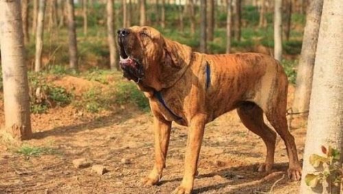 世界十大猛犬排名 比特犬是当之无愧的第一(比狮虎豹还凶残)