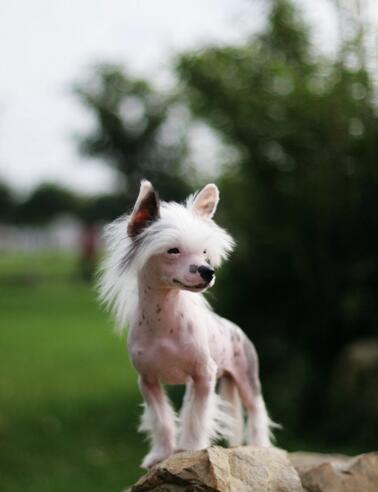 世界上最丑的狗品种 中国冠毛犬上榜(丑的不能看)