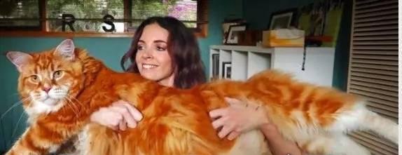 世界上最大的猫能有多大 726斤巨猫Angie现身乌克兰