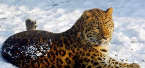 世界上最大豹子 远东豹又名金钱豹(长近1.4米/重130公斤)