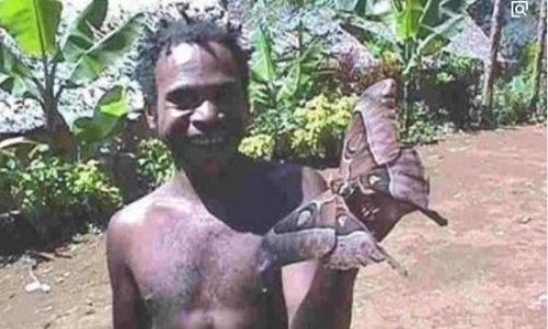 盘点全球13种超巨型昆虫 巨骆驼蜘蛛(能穿透人体吸食汁液)
