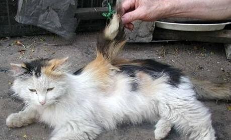 神秘生物天使猫 体型巨大长着翅膀还会飞(多次现身被目击)