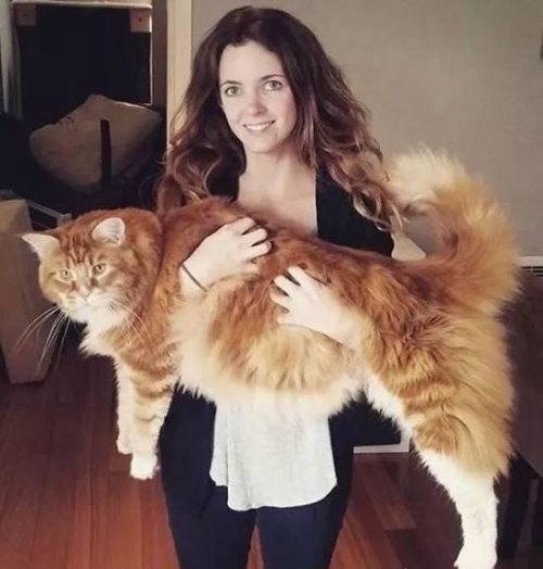 世界上最大的猫能有多大 726斤巨猫Angie现身乌克兰