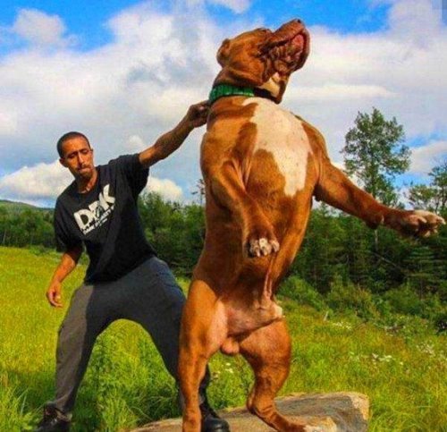 加纳利犬和比特犬谁厉害 打架比特厉害(加纳利犬杀人厉害)