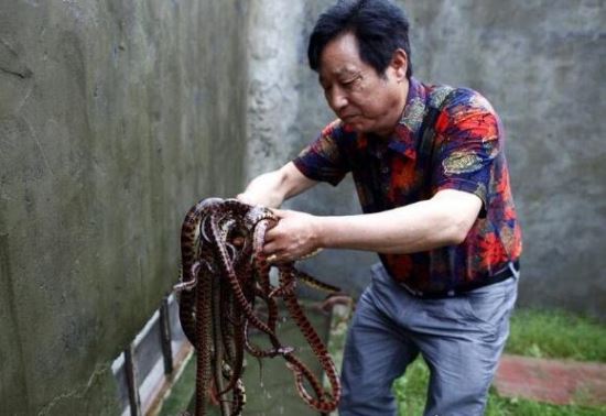 中国第一蛇村 多达300万条蛇(每天枕着上万条睡觉)