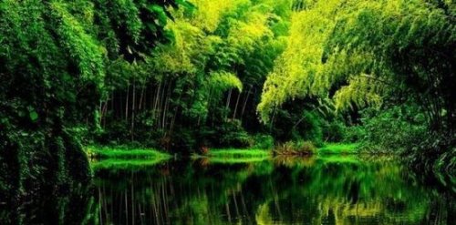 世界上面积最大的竹林 四川蜀南竹海面积高达120平方公里