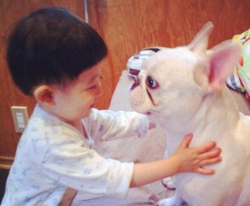 教你如何饲养一只法国斗牛犬 提前做好心理准备面对难题(图片)