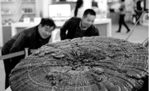世界上最大的灵芝 越南440斤重灵芝王夺冠(中国最大253斤)