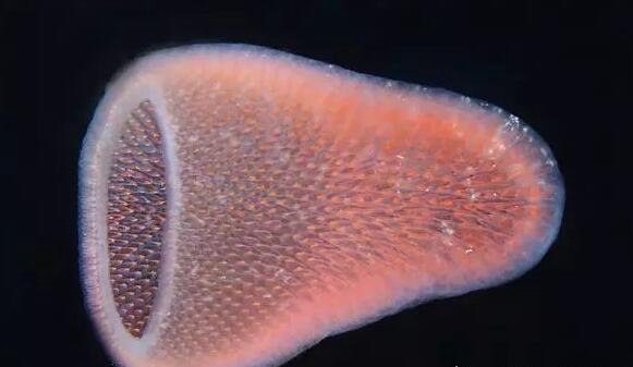 世界上最长的虫子 海底火体虫(最长可以长到30米)