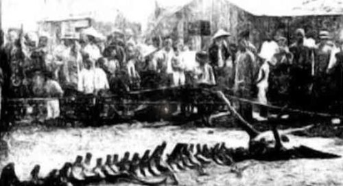 1934年营川坠龙事件真相 央视报道专家研究为鲸鱼尸体