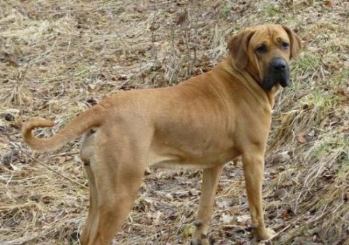 世界十大猛犬排名 比特犬是当之无愧的第一(比狮虎豹还凶残)