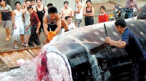 盘点巨型食人鱼吃人事件 剖开鱼肚发现人类骸骨